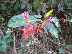 Palicourea marcgravii