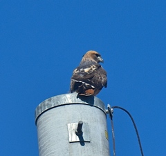 Buteo jamaicensis