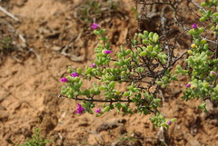 Drosanthemum fourcadei