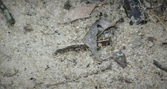 Haemadipsa interrupta
