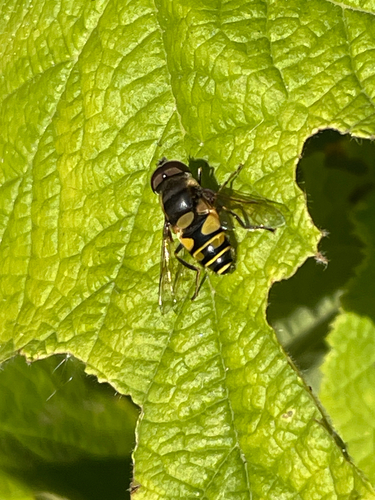 Unknown species found near Bedford Ln, Warrenville, IL, US