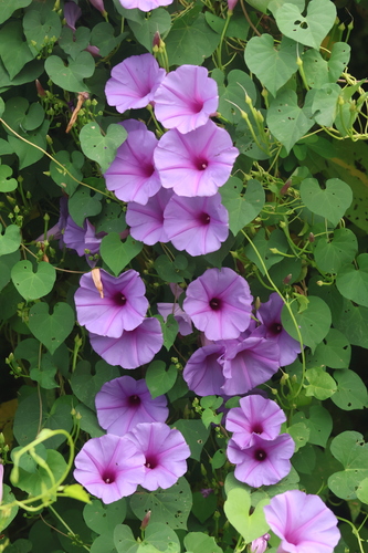 Ipomoea pedicellaris