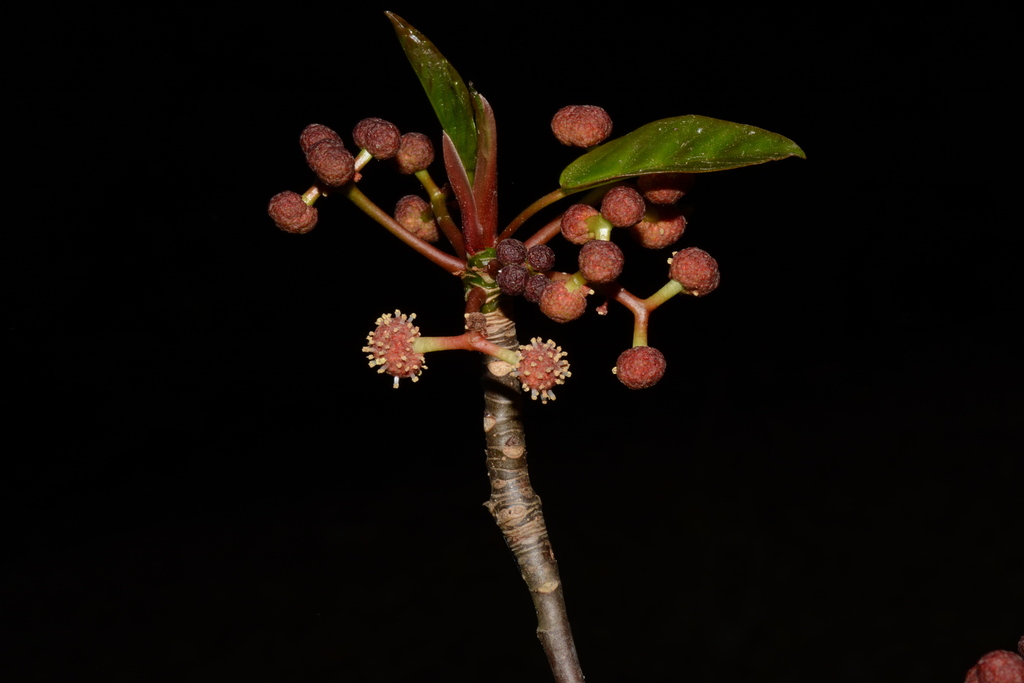 Coussapoa purpusii