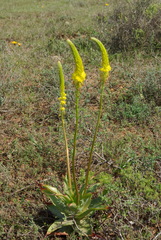 Bulbine latifolia