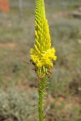 Bulbine latifolia