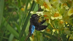 Xylocopa