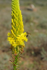 Bulbine latifolia