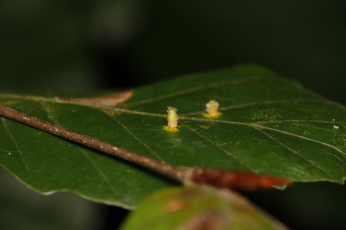 Hairy Beech Gall, Velp, Nederland, photo 6 of 10