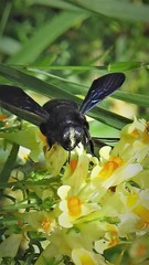 Xylocopa