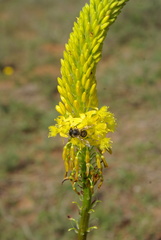 Bulbine latifolia