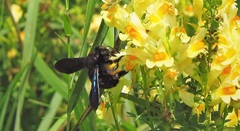 Xylocopa