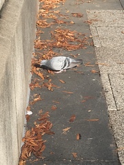 Columba livia
