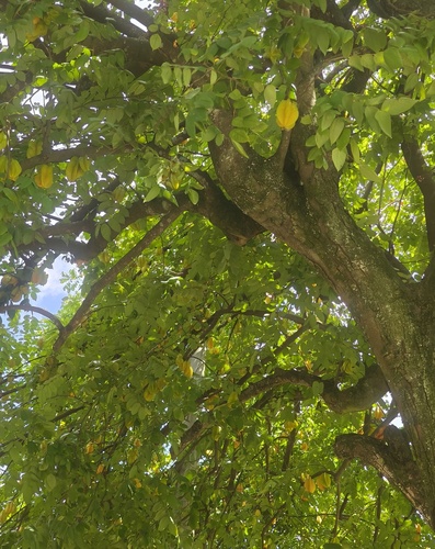 Starfruit