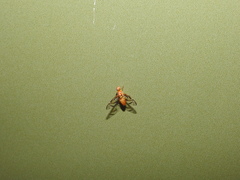 Anastrepha fraterculus