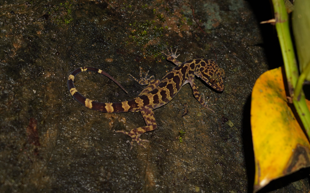 Gulinqing Bent-Toed Gecko