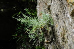 Artemisia somai