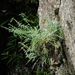 Artemisia somae batakensis - Photo (c) 特有生物研究保育中心, some rights reserved (CC BY-NC), uploaded by 特有生物研究保育中心