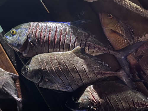 Caranx melampygus