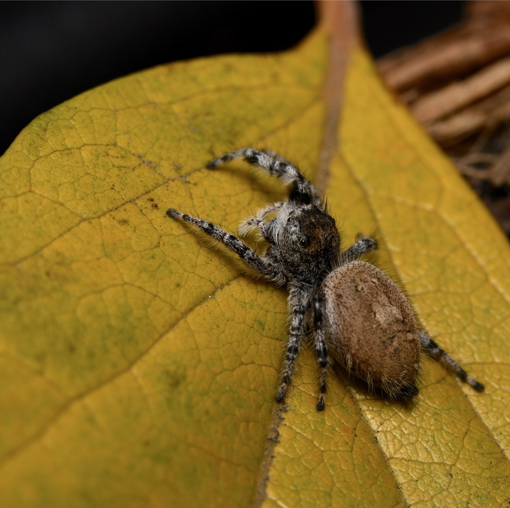 Phidippus adumbratus (Biodiversity of Moorpark College) · iNaturalist