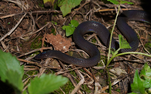 Achalinus panzhihuaensis