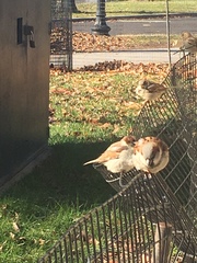 Passer domesticus