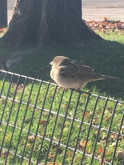 Passer domesticus