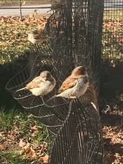 Passer domesticus