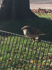 Passer domesticus