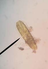 Surirella