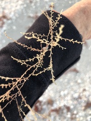 Thyroscyphus ramosus