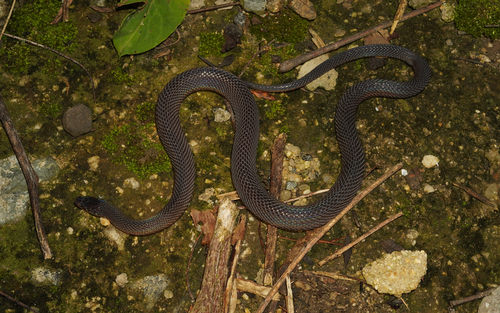 Achalinus panzhihuaensis