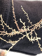 Thyroscyphus ramosus