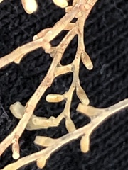 Thyroscyphus ramosus