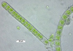 Klebsormidium flaccidum