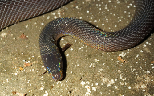 Achalinus panzhihuaensis