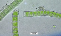 Klebsormidium flaccidum