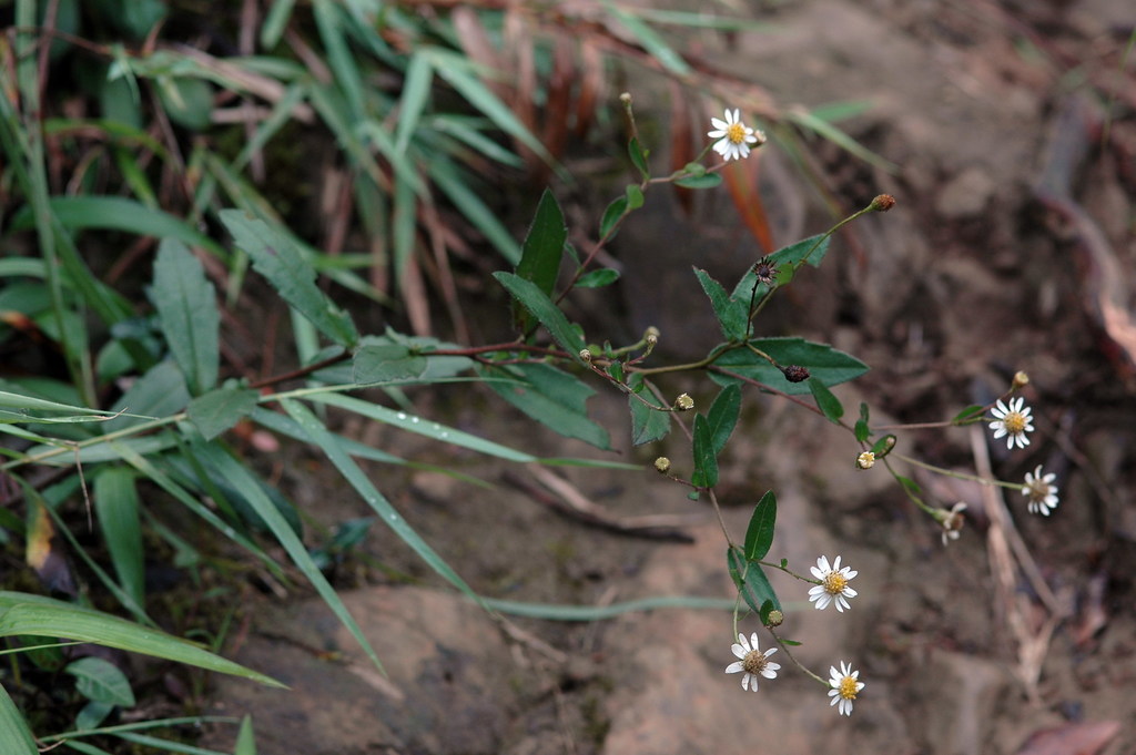 Aster taoyuenensis