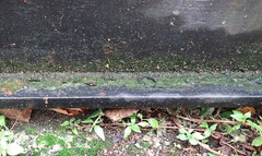 Klebsormidium flaccidum