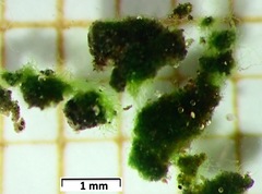 Klebsormidium flaccidum