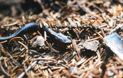 Plethodon nettingi