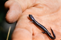 Plethodon nettingi