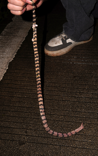 Panzhihua Wolf Snake