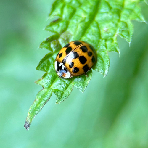 Asiatischer Marienkäfer