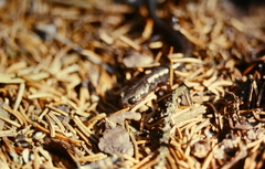 Plethodon nettingi