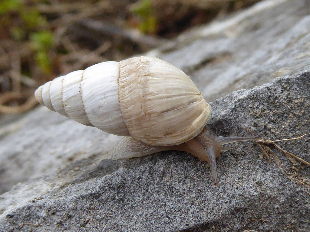 Zebrina detrita detrita