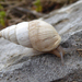 Zebra Snail - Photo (c) Syrio, some rights reserved (CC BY-SA)