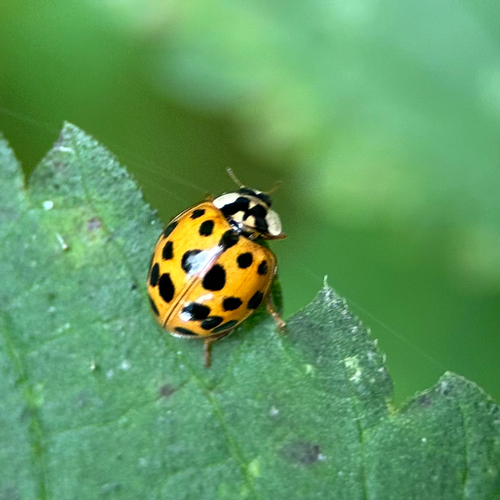 Asiatischer Marienkäfer