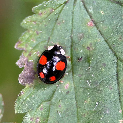 Asiatischer Marienkäfer