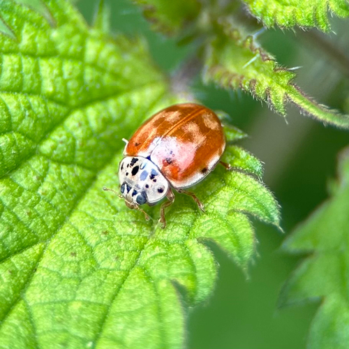 Vierpunkt-Marienkäfer