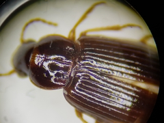 Bradycellus harpalinus